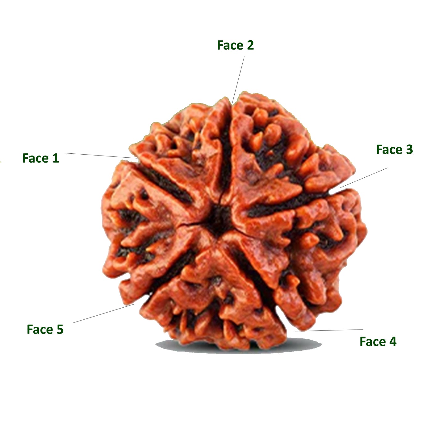 5 முக ருத்ராட்சம் வெள்ளி டாலர்